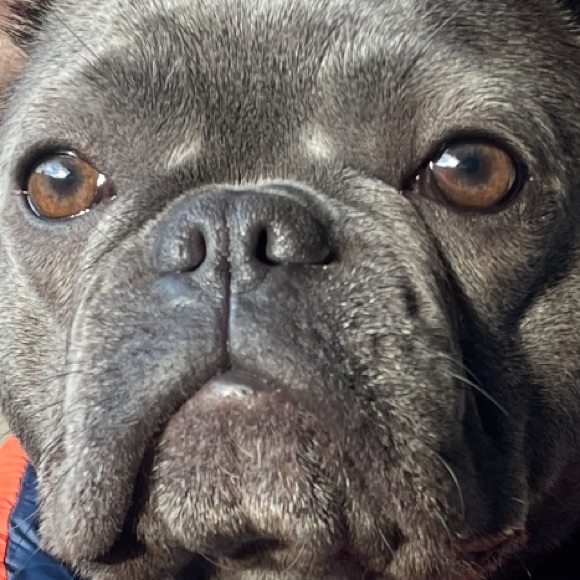 Meet your Posher, Zelda - Picture 1 of 1